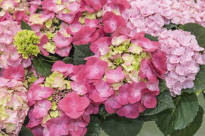 Hortensia, Hortensia � fleur 'Frisbee� Hot Pink'
