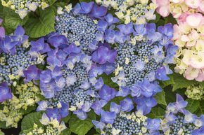 Hortensia, Hortensia � fleur 'Frisbee� Blue'