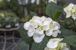 Hortensia, Hortensia boule 'First White�' blanc