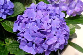 Hortensia, Hortensia boule 'Jip Blue�' bleu