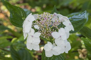 Hortensia, Hortensia � fleur 'Lanarth White'
