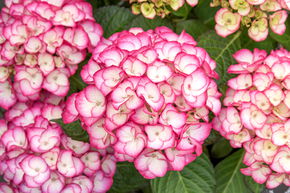 Hortensia, Hortensia boule SAXON� 'Gr�fin Cosel'