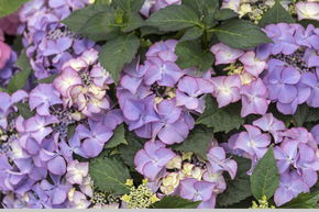 Hortensia, Hortensia � fleurs en plaque 'Tiffany Purple'