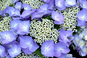Hortensia, Hortensia � fleurs en plaques 'Teller Blau'