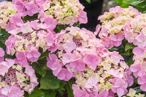 Hortensia, Hortensia � fleur rose