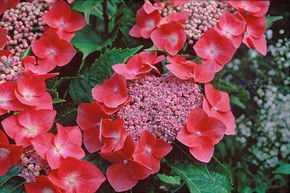 Hortensia, Hortensia � fleur rouge