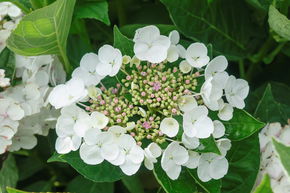 Hortensia, Hortensia � fleurs en plaques 'Teller Weiss'