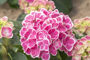 Hortensia, Hortensia boule bicolore 'Tivoli Pink�'