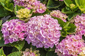 Hortensia, Hortensia boule 'Xian' - Tige
