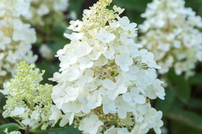 Hortensia, Hortensia en grappes 'Baby Lace'
