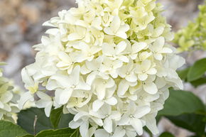 Hortensia en grappes 'Skyfall�'