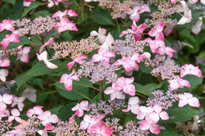 Hortensia, Hortensia de montagne japonais, Hortensia � fleur 'Benigaku'