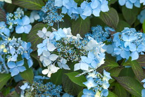 Hortensia, Hortensia de montagne japonais, hortensia � fleurs en plaques 'Blue Deckle'