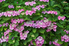 Hortensia � grandes feuilles 'Blaumeise' rose