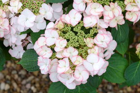 Hortensia, Hortensia � fleur 'Charme'