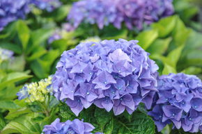 Hortensia, Hydrangea boule 'Early Blue'