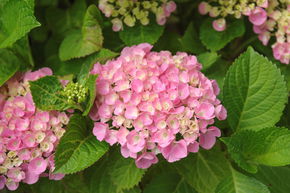 Hortensia, Hortensia boule 'Pink Sensation'