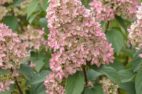 Hortensia, Hortensia en grappes 'Magical Candle�'