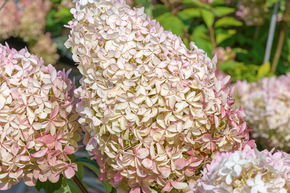 Hortensia, Hortensia en grappes 'Phantom'