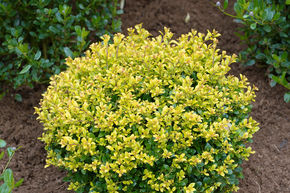 Houx cr�nel� 'Golden Gem'
