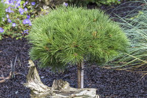 Pin noir 'Pierrick Br�geon' - Tige