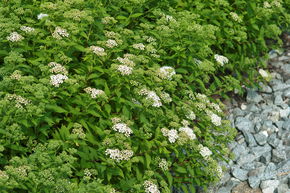 Spir�e japonaise 'Albiflora' (lot de 6)