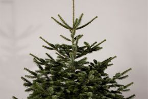 Sapin de Nordmann