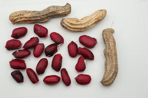 Plant d'arachide (Not)Just Peanuts� Justmore�