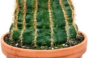 Parodia warasii ou Eriocephala warasii