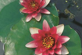 N�nuphar 'Attraction'