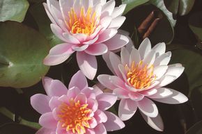 N�nuphar 'Fabiola'