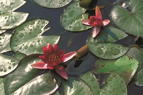 N�nuphar 'Froebeli'