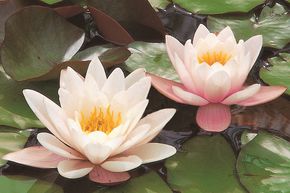 N�nuphar 'Gladstoniana'