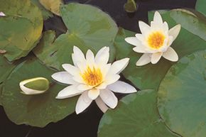N�nuphar 'Hermine'