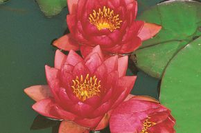 N�nuphar 'James Brydon'