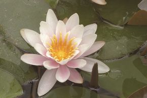 N�nuphar 'Marliacea Rosea'