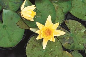 N�nuphar 'Sulphurea'