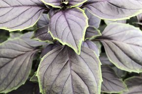 Basilic 'Red-Green Shades'