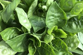 Basilic Copa� 'Green'