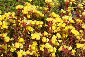 Oenoth�re, Onagre 'Erica Robin'