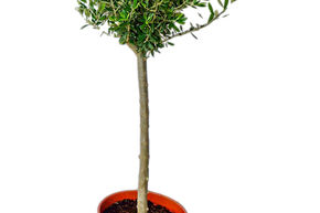 Olea europaea (100-140)