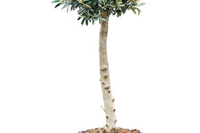 Olea europaea (110-130)