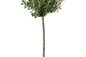 Olea europaea (120-150)
