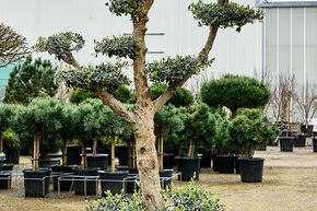 Olea europaea (140-200)