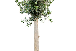 Olea europaea (140-160)