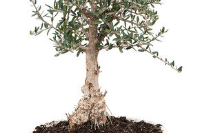 Olivier 'Sylvestris'