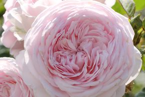 Rosier 'Olivia Rose Austin'