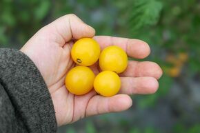 Tomate de plein champ OpenSky� 'Morningsun�'