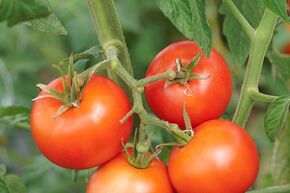 Tomate de plein champ OpenSky� 'Tombonne�'
