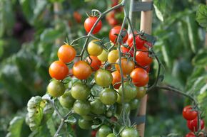 Tomate de plein champ OpenSky� 'Sugared�'